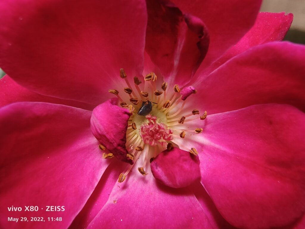 Close-up shot on the latest Vivo X Series smartphone, excellent color reproduction Close-up shot on the latest Vivo X Series smartphone, excellent color reproduction