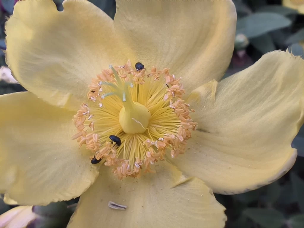 2MP Macro camera sample, negligible details, faded colors, softness in picture